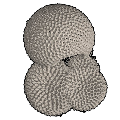 ミツウキダマ属　Genus Trilobatus