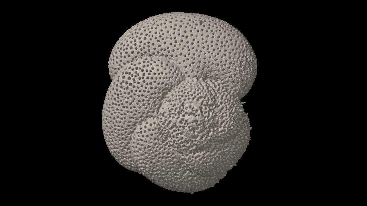 Globorotalia scitula