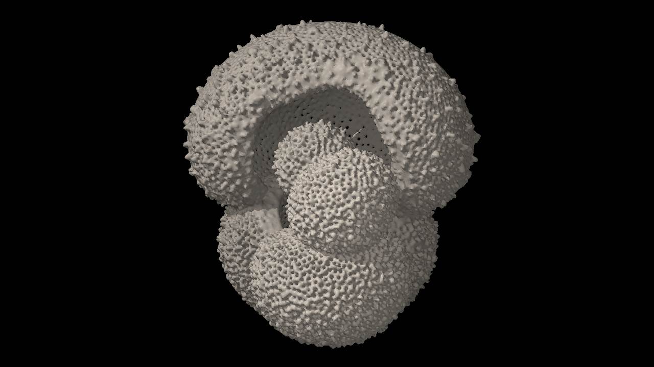 Globigerinella siphonifera