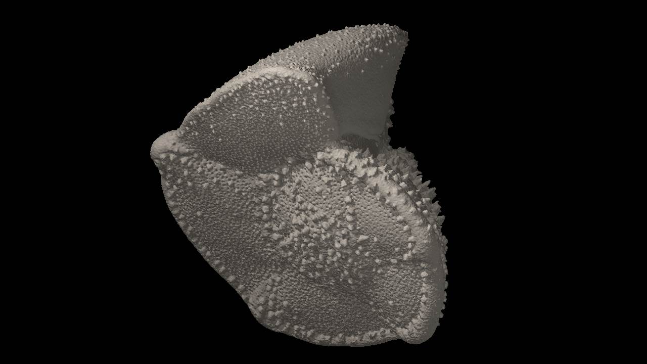 Globorotalia truncatulinoides