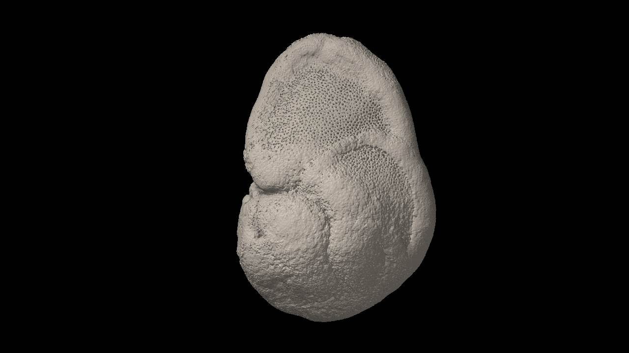 Globorotalia tumida