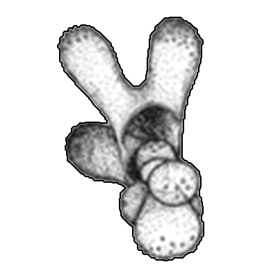 コンボウウキダマ属　Genus Hastigerinella