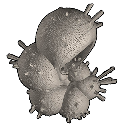 スカシウキダマ属　Genus Hastigerina