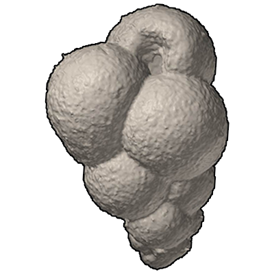 ミツアミウキダマ　Neogallitellia vivans