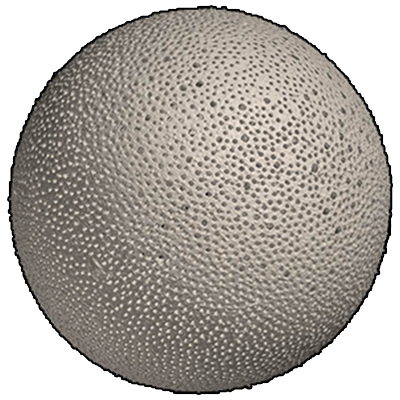 マリウキダマ属　Genus Orbulina