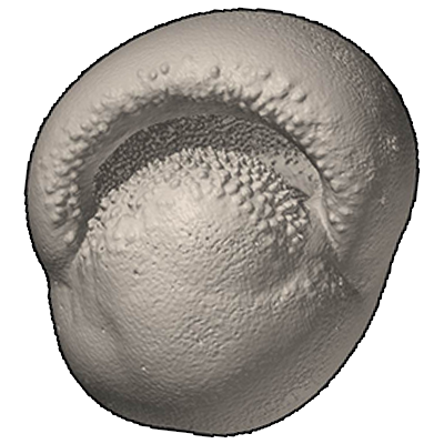 ネジレマキウキダマ属　Genus Pulleniatina