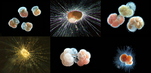 生きている浮遊性有孔虫　Living planktic foraminiferas images