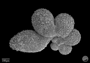 生きている(有) 浮遊性有孔虫データベース＜国立研究開発法人海洋研究開発機構
