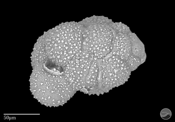 生きている(有) 浮遊性有孔虫データベース＜国立研究開発法人海洋研究開発機構