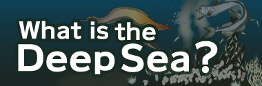 What is the deepsea