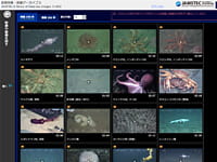 深海映像・画像アーカイブス（J-EDI）
