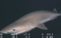 深海生物捕食シーン 