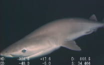 深海生物捕食シーン