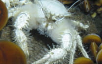沖縄周辺の深海底でしか発見されていない生物は・・・ 