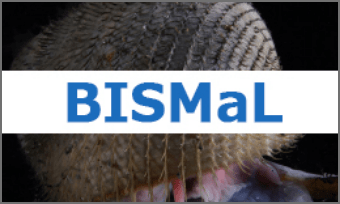 BISMaL