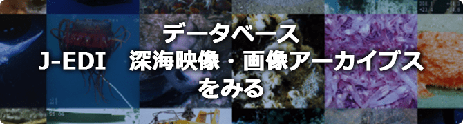 データベース　J-EDI 深海映像・画像アーカイブスをみる