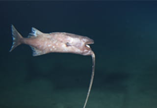 長い誘引突起を海底の方向に向け、上下逆さまになって漂っているシダアンコウ科の仲間（西部北太平洋 鳥島東方沖　水深5,370m）？