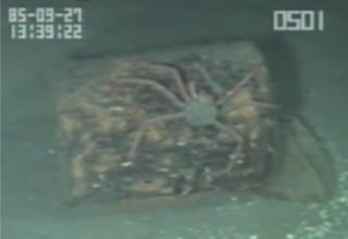 深海ごみ上のタラバガニのなかま。（駿河湾　水深500m）