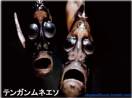 テンガンムネエソ