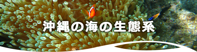 沖縄の海の生態系