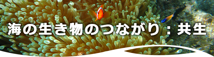 海の生き物のつながり：共生