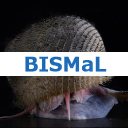 BISMaL