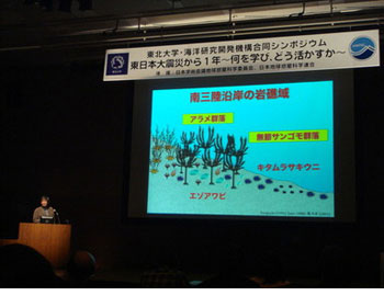 吾妻教授からウニとアワビ漁業を支えるコンブ目褐藻アラメ藻場とウニ・アワビの幼生が着定・変態する紅藻無節サンゴモ群落の現状が報告されました。