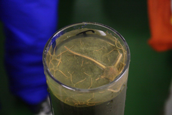 アクリルパイプで堆積物およびその直上海水と生物（写っているのはクモヒトデ）が採取できる