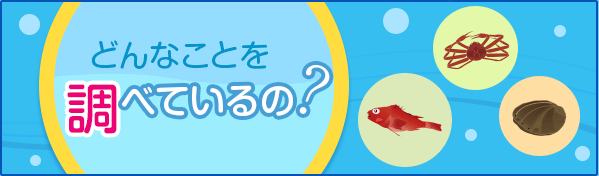 どんなことを調べているの？