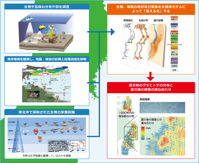 沖合底層生態系の変動メカニズムの解明イメージ図