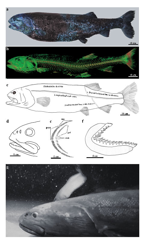 新種の巨大深海魚 ヨコヅナイワシ を発見 駿河湾深部に潜むアクティブなトップ プレデター プレスリリース 海洋研究開発機構 Jamstec