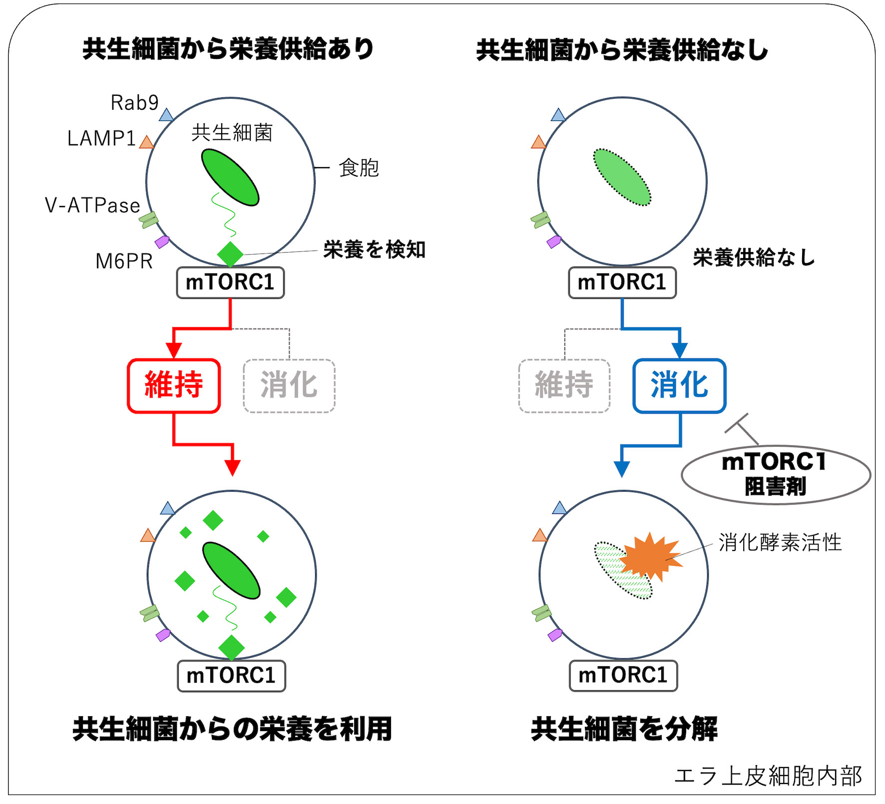 図4