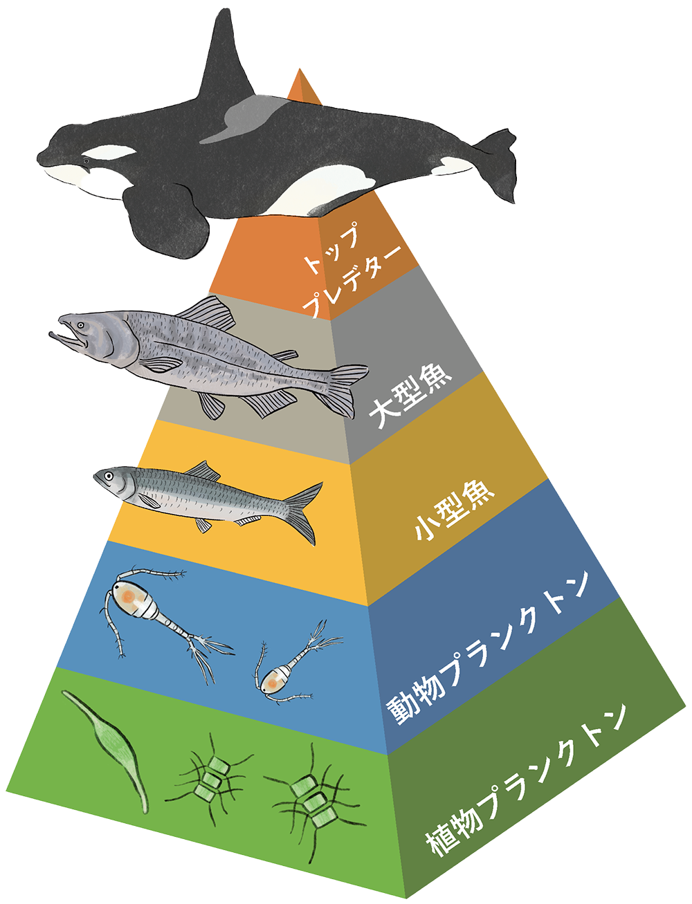 参考図
