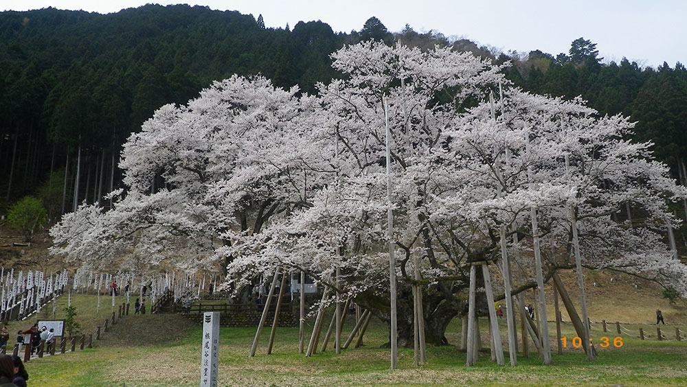 満開の根尾谷淡墨桜