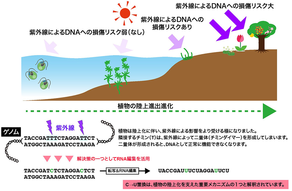 図5