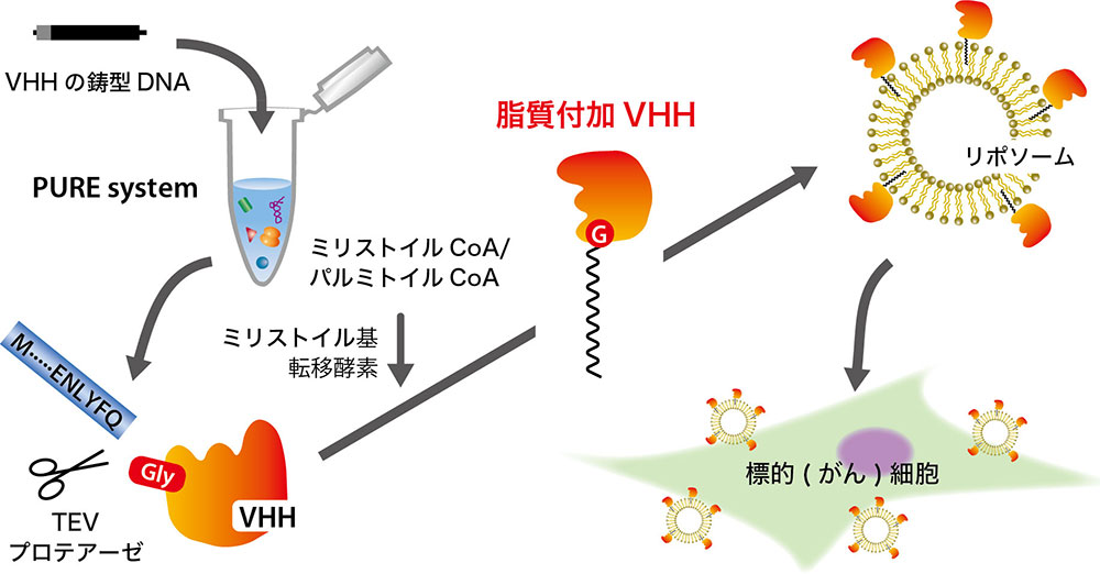 標的細胞を見分ける“スマートカプセル”:無細胞で抗体を固定化したリポソーム開発～薬剤送達や遺伝子治療への応用が期待される細胞を使わないプラットフォーム～
