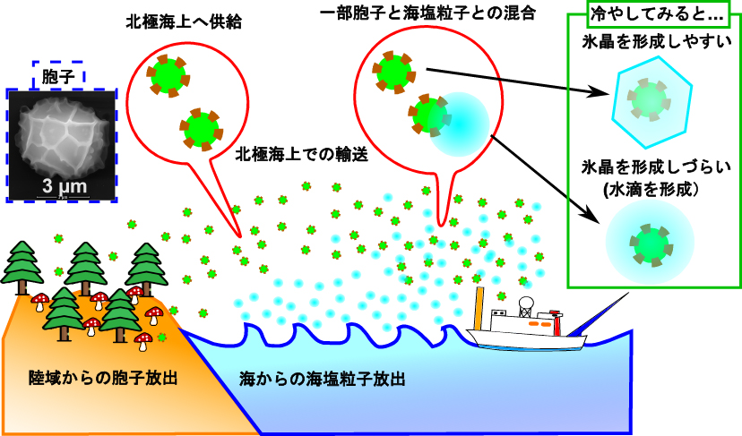 遠くアラスカ・カナダの陸地からやってきた胞子が北極海上で雲の種として働く？ ～電子顕微鏡によるエアロゾル粒子の詳細解析から～