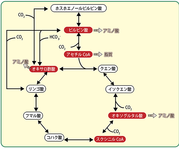 酸 回路 atp クエン ATP産生の第２工程 〜クエン酸回路編〜｜知識を整理して臨床に活かす！身体の仕組みnote!!｜note