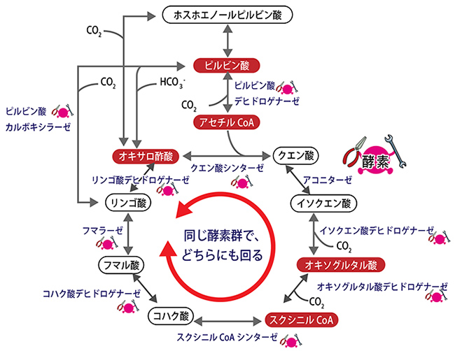 イタコン酸