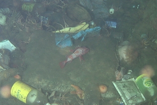深海デブリ