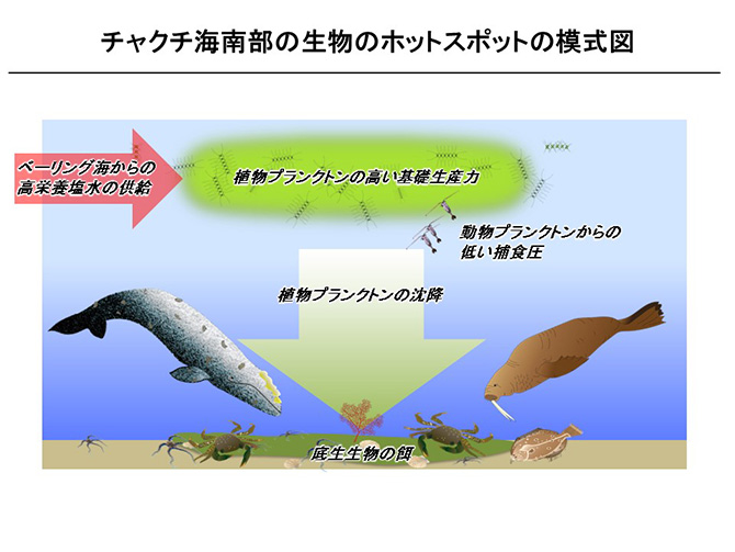 チャクチ海南部の生物のホットスポットの模式図