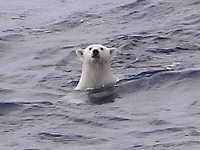 シロクマ正面