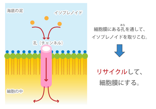 TCN邵