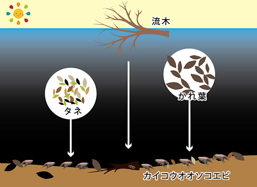 表層から海底に落ちてくる樹木や植物が栄養源！