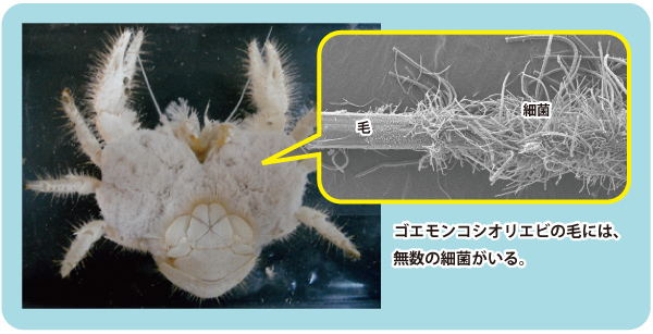 写真2　ゴエモンコシオリエビと毛の細菌