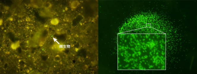 黄色の泥の中の中にとても小さな緑の点が映っている写真と、緑に蛍光された数多くの点が映っている写真。