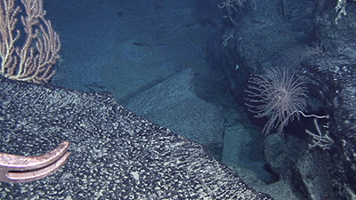 発見された花崗岩