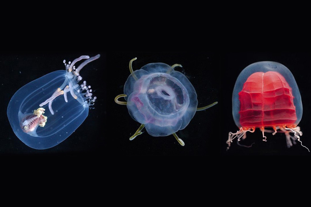 クラゲ博士お気に入りの厳選「クラゲ」がこれだ！ プレデター、カッパ