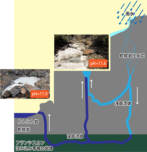 ザ・シダーズの断面イメージ