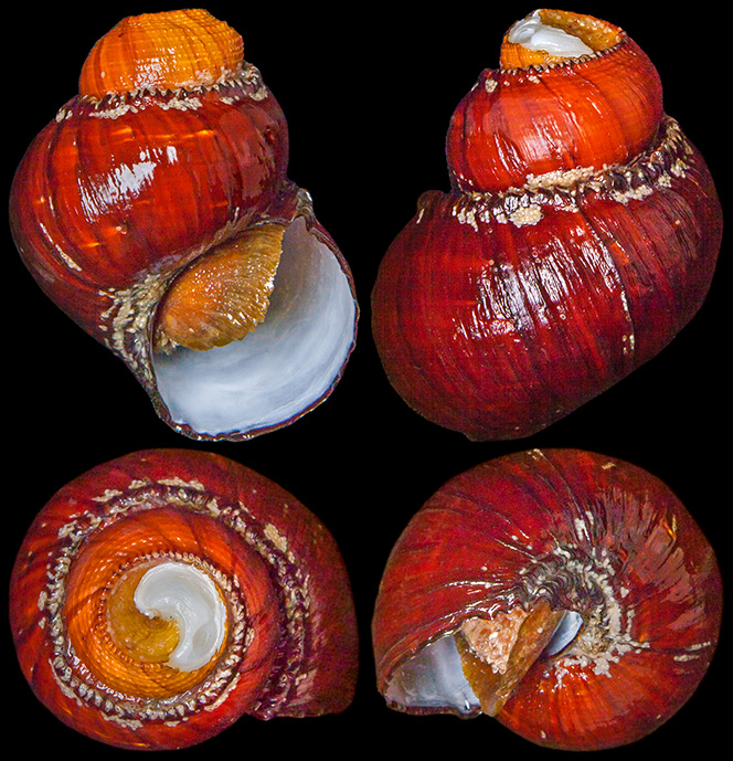 鉄のうろこ、他の生物で偽装……謎多き貝の生態、その進化の